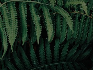 green leaves of fern for background nature