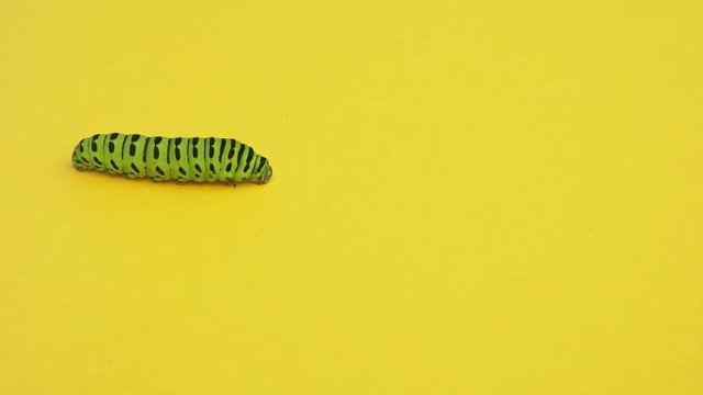 Green caterpillar swallowtail crawls on yellow paper background.