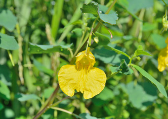 Flower (Impatiens noli-tangere) 5