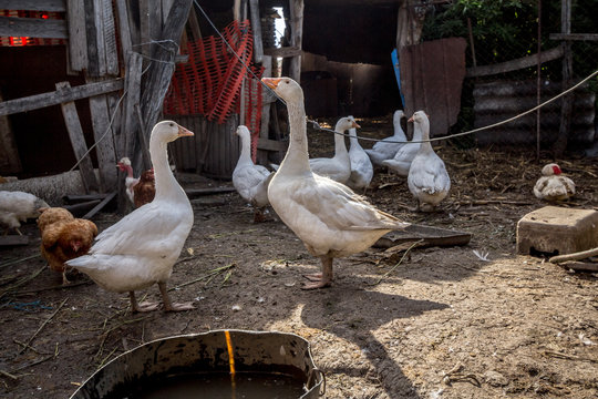 Pictures of geese, white and grey, belonging to the family of domestic goose, standing in a farm of the Serbian countryside. These are common geese, a symbol of the anser domesticus family