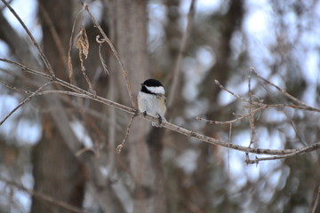 Black-capped Chickadee