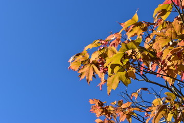 autumn leaves on background of blue sky