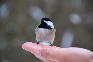 Black-capped Chickadee on Hand