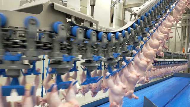 Poultry Processing Industry. Raw Chicken Meat Production Line. Poultry Processing Plant. Conveyor Belt For Food Factory. Automatic Machine In Broiler Meat Process. Modern Equipment In Slaughterhouse.