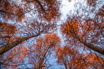 Water forest, Siming Lake, Yuyao, Zhejiang, China