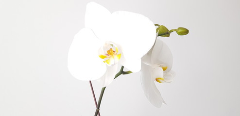 orchid on white background