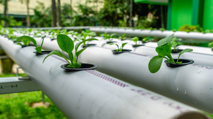 hydroponic vegetables system. seed of mustard greens on pvc pipe full of nutrient