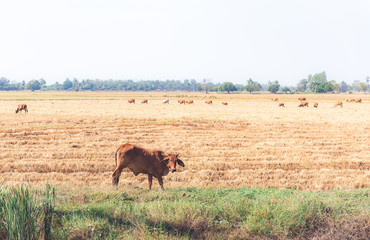 cows in the gold field