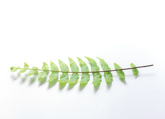 Boston fern leaf isolated on white background