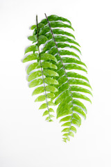 Boston fern leaf isolated on white background