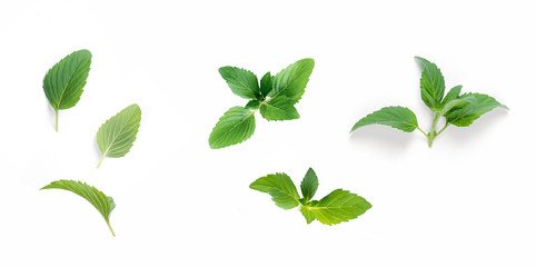 Set of fresh Spearmint or Mentha Spicata leaves  isolated on white background