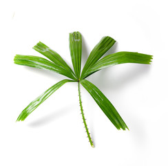 Obraz premium Fresh Fan Palm leaf on white background