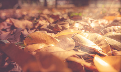 Close-up Autumn Leaves in the Forest 