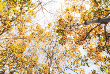 Autumn leaves tree in the forest 