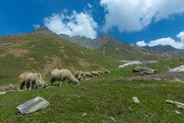 Fototapeta premium Pashmina Sheeps grazing in Zojila Pass, Jammu and Kashmir, India