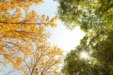 Autumn leaves tree in the forest 