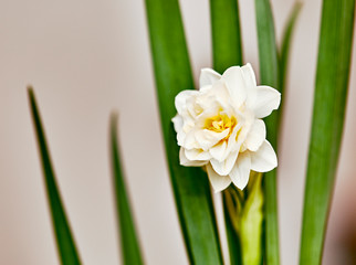 A Paperwhite Flower Blooming with Shallow depth of Field
