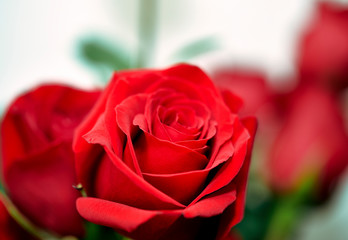 Close up of a Red Rose
