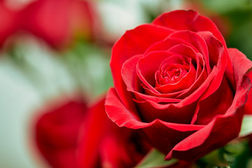 Close up of a Red Rose