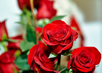 Close up of a Red Rose