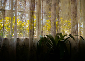 Fototapeta na wymiar Plant in a sunny window