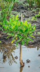 mangrove plant seedling  at rehabilitation area