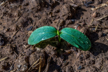 Cucumber seedlings are planted in organic soil.