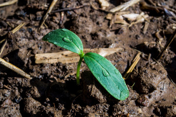 Cucumber seedlings are planted in organic soil.