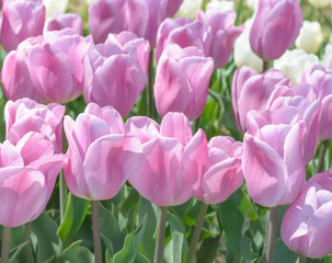 Obraz premium Lilac tulips in horizontal format