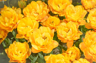 Yellow tulips in horizontal format