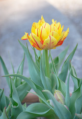 Yellow tulip with red