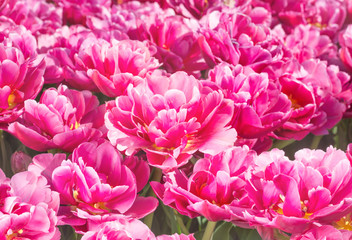 Magenta color tulip