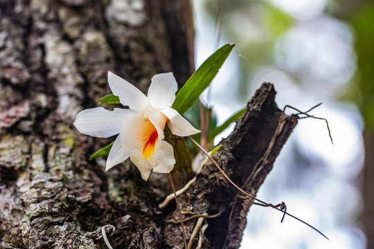 Dendrobium fuerstenbergianum Schltr., Beautiful rare wild orchids in tropical forest of Thailand.