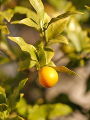 kumquat on tree