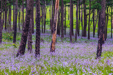 Flower's field in Phu Soi Dao national park, Uttaradit province, Thailand. © Nakornthai