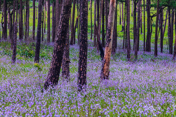Fototapeta na wymiar Flower's field in Phu Soi Dao national park, Uttaradit province, Thailand.