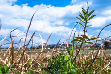 真冬の青空のもと、少しの春を探しに行こう！