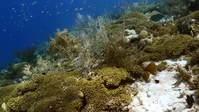 Stock_Seascape of coral reef in Caribbean Sea / Curacao with fish, coral and sponge