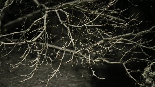 Falling snow over tree branches at night calm pace, slow motion from 120 fps footage