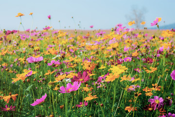 Colorful of cosmos in field with the sky.