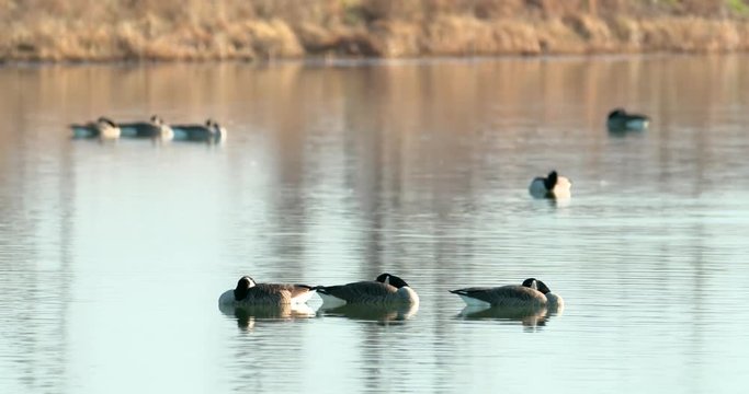 geese on alert