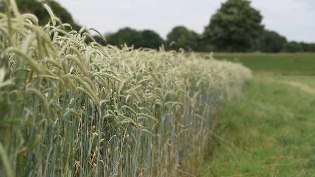 Wheat plants swaying in the wind with trees in the blurred background