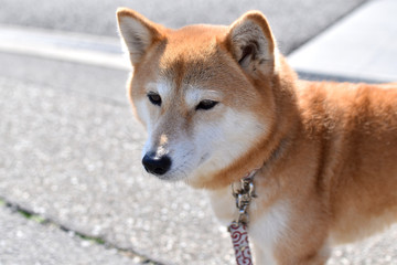 柴犬・見つめる