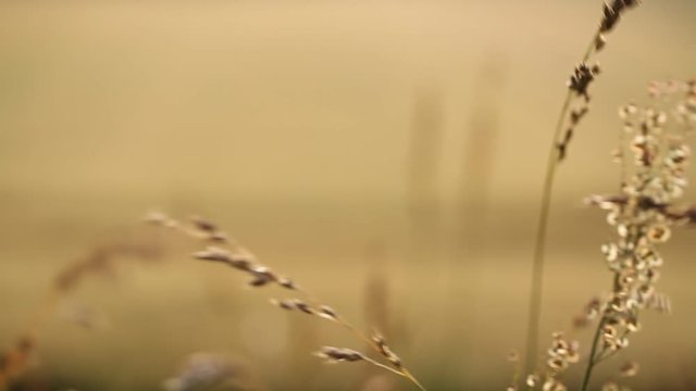 Close up shot of plants swaying in the wind at golden sunset with blurred background
