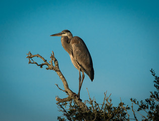 A blue heron on a dead tree in the swamps of Mississippi. 