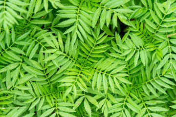 Naklejka na ściany i meble tropical leaves background. beautiful green leaves background. texture of green plant