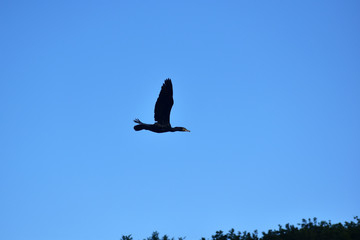 上空を飛ぶカワウ