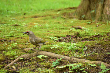 森を歩くヤマゲラ