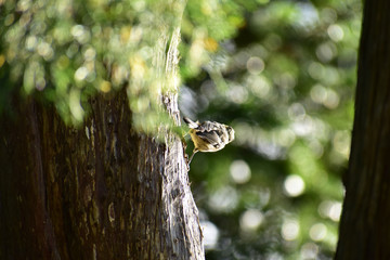 木漏れ日の中のシジュウカラの幼鳥