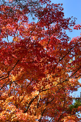 晩秋のモミジと青空